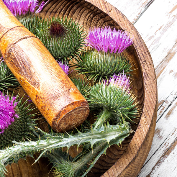 Everything You Need to Know About Milk Thistle Seed Extract