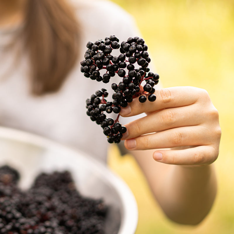 Organic Elderberries: A Secret Ingredient for Creative Cooks