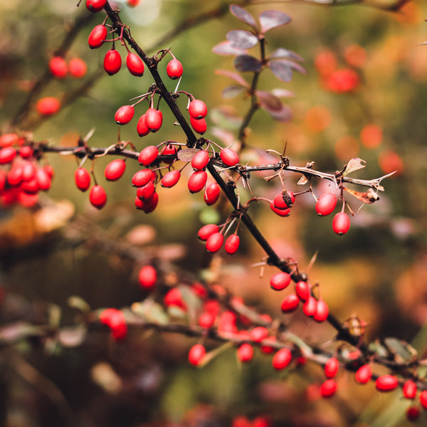 What is Berberine and How to Add it to your Routine?