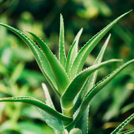 Why Aloe Vera Juice is the Perfect Addition to Your Beverages