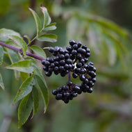 Why Elderberry Gummies are a Berry Good Choice to Your Daily Routine