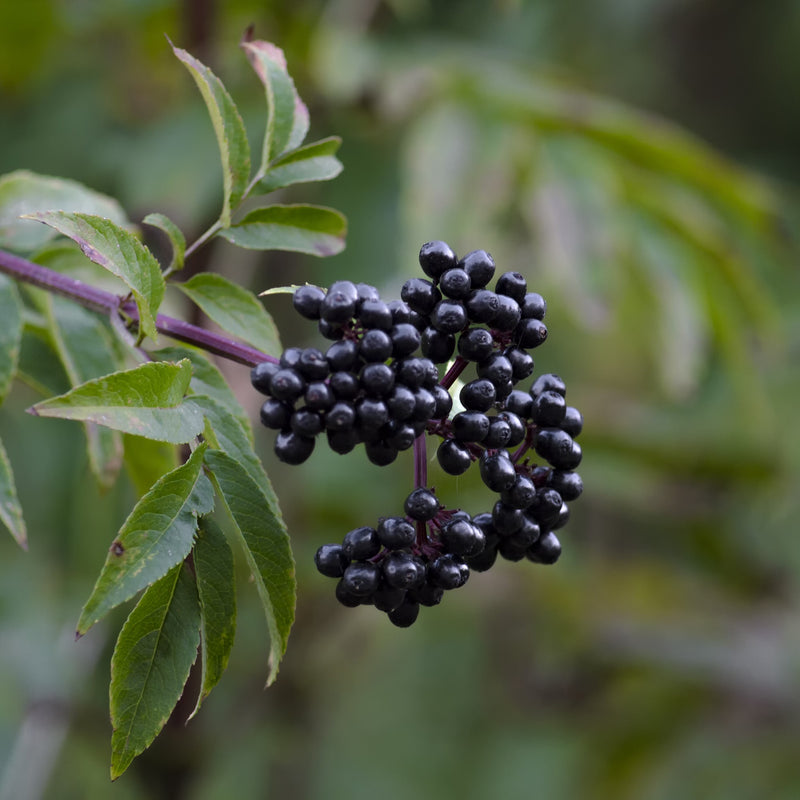 Why Elderberry Gummies are a Berry Good Choice to Your Daily Routine