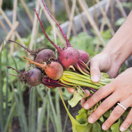 Why Beet Root is the Nutritional Boost You Didn't Know You Needed